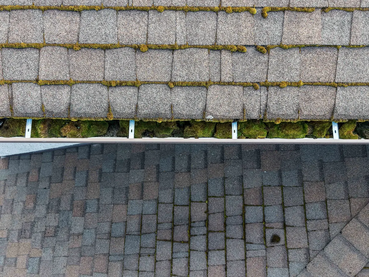 Top-down aerial view of moss and organic material collected inside a residential gutter