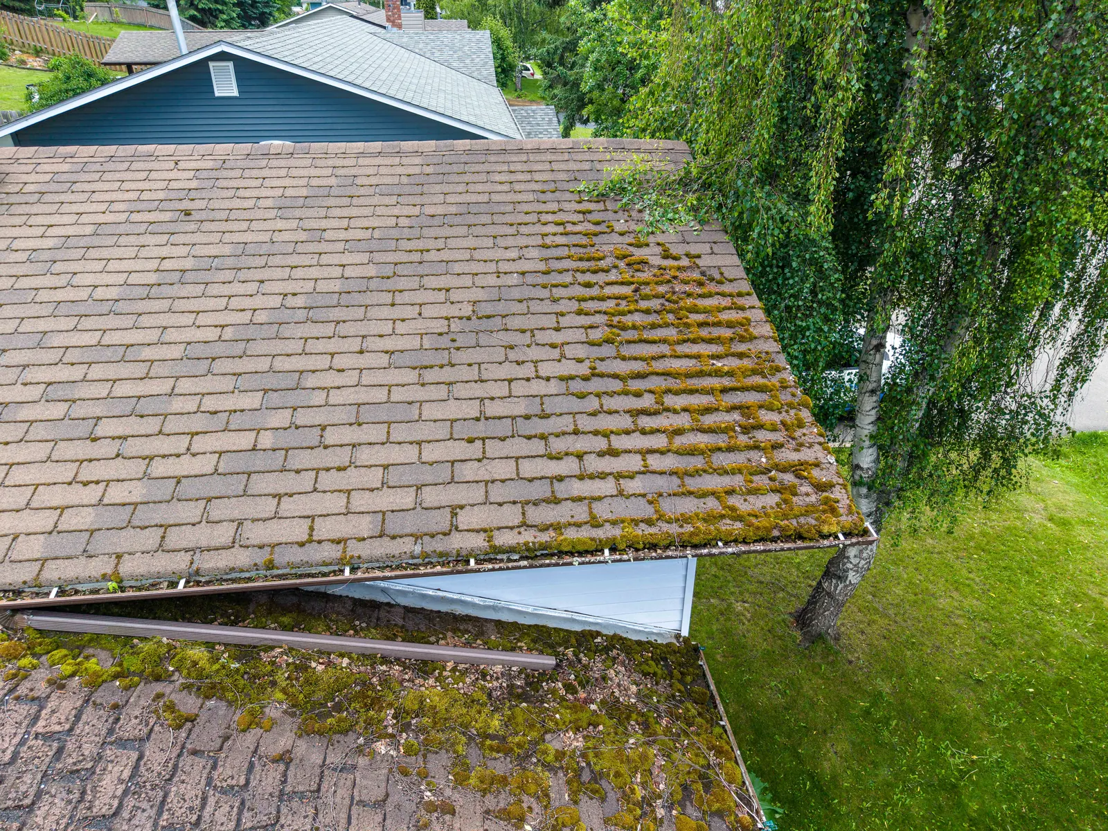 Aerial view of moss growth across a residential shingle roof near overhanging tree branches